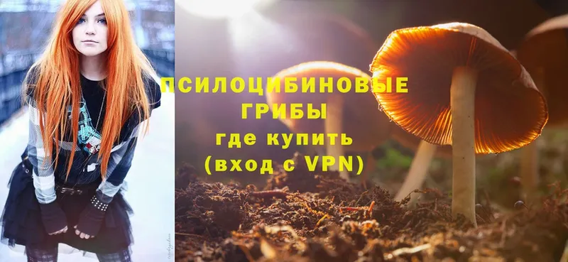 Галлюциногенные грибы Psilocybe  Морозовск 